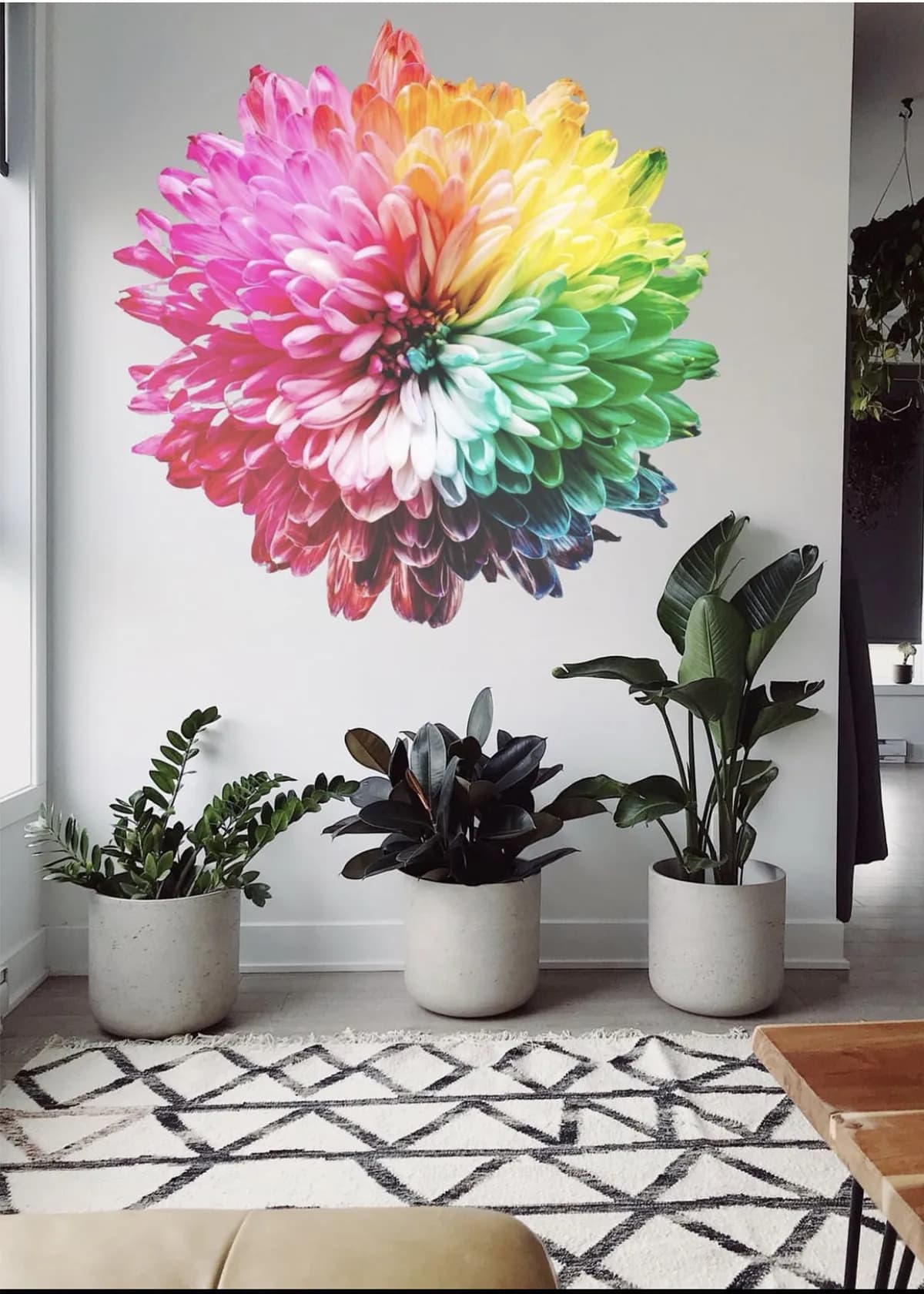 Rainbow chrysanthemum flower wall art for residential interior by InnoPrint KSA