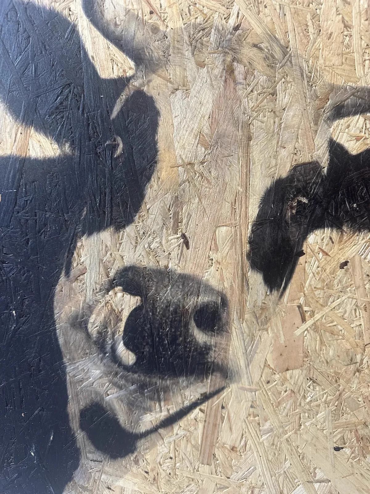 Cow portrait printed on OSB wood panel demonstrating surface versatility by InnoPrint KSA